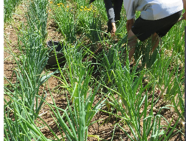 Le projet Cèbes Occitanes : potentiel agroécologique des semences paysannes