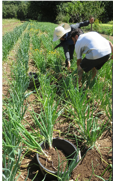 Le projet Cèbes Occitanes : potentiel agroécologique des semences paysannes